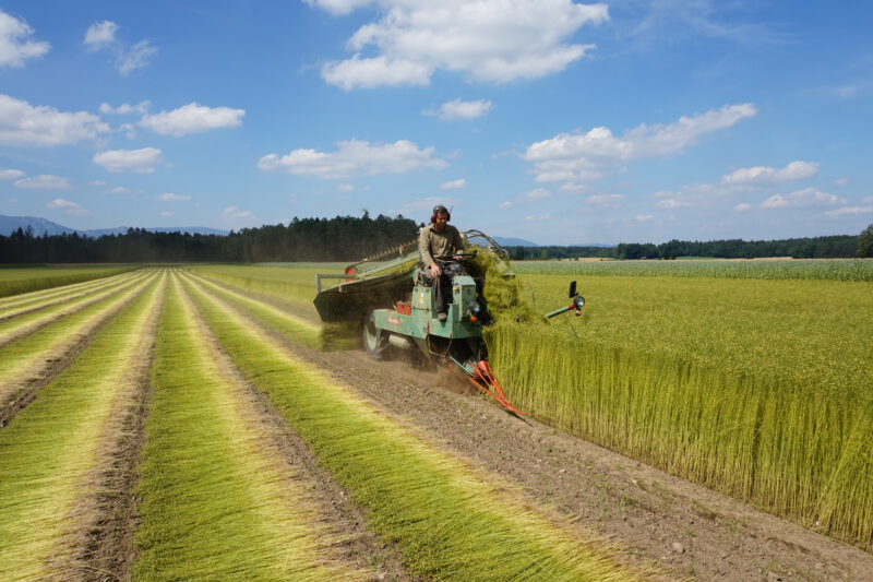 Flachs Ernte